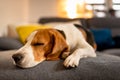 Sleeping beagle dog on sofa. Lazy day on couch Royalty Free Stock Photo