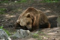 Sleeping bear Royalty Free Stock Photo
