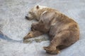 Sleeping bear Royalty Free Stock Photo
