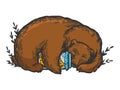 Sleeping bear engraving vector illustration Royalty Free Stock Photo