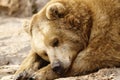 Sleeping bear.. Royalty Free Stock Photo