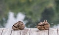 Sleeping Beauties, Mallard Ducks Twins on a Pier Taking a Nap.