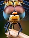 Sleeping beautiful dragonfly. focus stacking. Macro Royalty Free Stock Photo