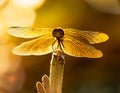 Sleeping beautiful dragonfly. focus stacking. Macro Royalty Free Stock Photo