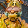 Sleeping beautiful dragonfly. focus stacking. Macro Royalty Free Stock Photo