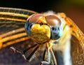 Sleeping beautiful dragonfly. focus stacking. Macro Royalty Free Stock Photo