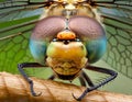 Sleeping beautiful dragonfly. focus stacking. Macro