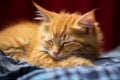 Sleeping beauty Maine Coon red kitten dozes in serene feline slumber