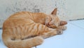 Sleeping Beauty In Summer & x28;ver. Orange Cat& x29; Royalty Free Stock Photo