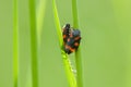 Sleeping beetles in the grass after rain