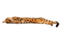 Sleeping bengal cat in full growth on a white background Royalty Free Stock Photo
