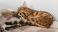 Sleeping bengal cat in a room on a plaid blanket Royalty Free Stock Photo