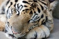 Sleeping Bengal Tiger Royalty Free Stock Photo