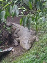 sleeping big crocodille