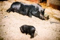 Sleeping big pig with baby piglet. Farm background Royalty Free Stock Photo