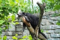 Sleeping binturong