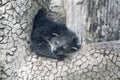 Sleeping binturong on a tree