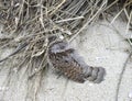 Sleeping bird Eurasian wryneck hiding his head under the wing, Bulgaria