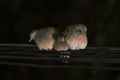 A sleeping bird family, three zebra doves, on a group of cable