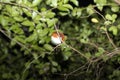 Sleeping bird, night shot. Madagascar