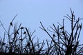 Sleeping bird silhouettes background