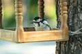 A sleeping bird sits in a wooden feeder. Woodpecker Dendrocopos major.