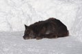 sleeping black canadian wolf on snow