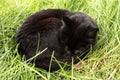 Sleeping black cat. Cute Bombay black cat lie and sleep outdoors in green grass in garden Royalty Free Stock Photo