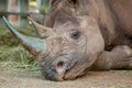 Sleeping black rhinoceros in South Africa