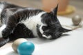 sleeping black and white cat and easter eggs Royalty Free Stock Photo
