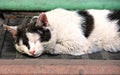 Sleeping black and white cat Royalty Free Stock Photo