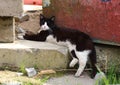 Sleeping black and white wild cat