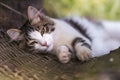 sleeping blonde cat inside a wicker basket outdoors on a summer day Royalty Free Stock Photo