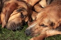 Sleeping Bloodhounds Royalty Free Stock Photo