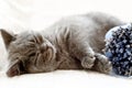 Sleeping blue british shorthair kitten Royalty Free Stock Photo