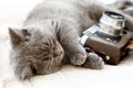 Sleeping blue british shorthair kitten Royalty Free Stock Photo