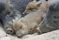 Sleeping Boars Royalty Free Stock Photo