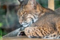 A Sleeping Bobcat in the Forest Royalty Free Stock Photo