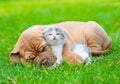 Sleeping Bordeaux puppy dog hugs newborn kitten on green grass Royalty Free Stock Photo