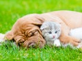 Sleeping Bordeaux puppy dog hugs newborn kitten on green grass