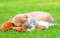 Sleeping Bordeaux puppy dog hugs newborn kitten on green grass