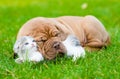 Sleeping Bordeaux puppy dog hugs newborn kitten on green grass