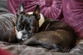 Sleeping Boston Terrier