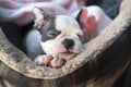 Sleeping Boston Terrier puppy in a pet bed. Her little head is resting on her paws. She looks very cosy and warm