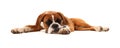 Sleeping Boxer Dog Royalty Free Stock Photo