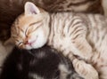 Sleeping british baby kitten