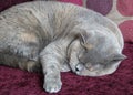 Sleeping british shorthair cat Royalty Free Stock Photo