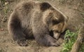 Sleeping brown bear Royalty Free Stock Photo