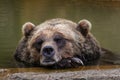 Sleeping Brown Bear Royalty Free Stock Photo