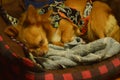 Sleeping brown chihuahua in a thundershirt